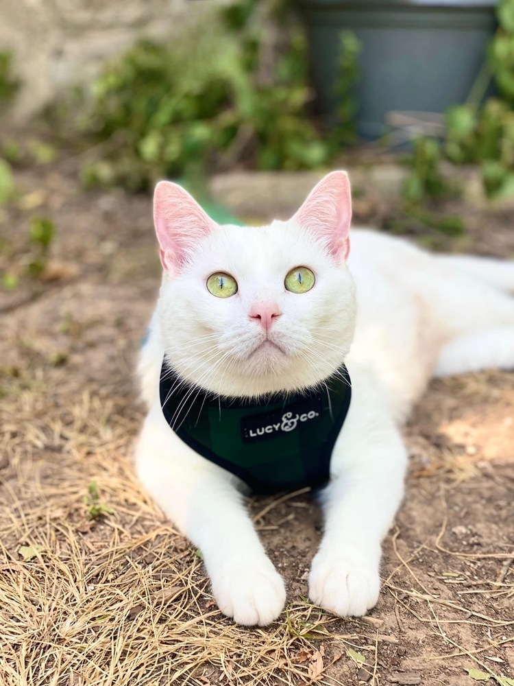 Bean, an adoptable Domestic Short Hair in Shawnee, OK, 74804 | Photo Image 2