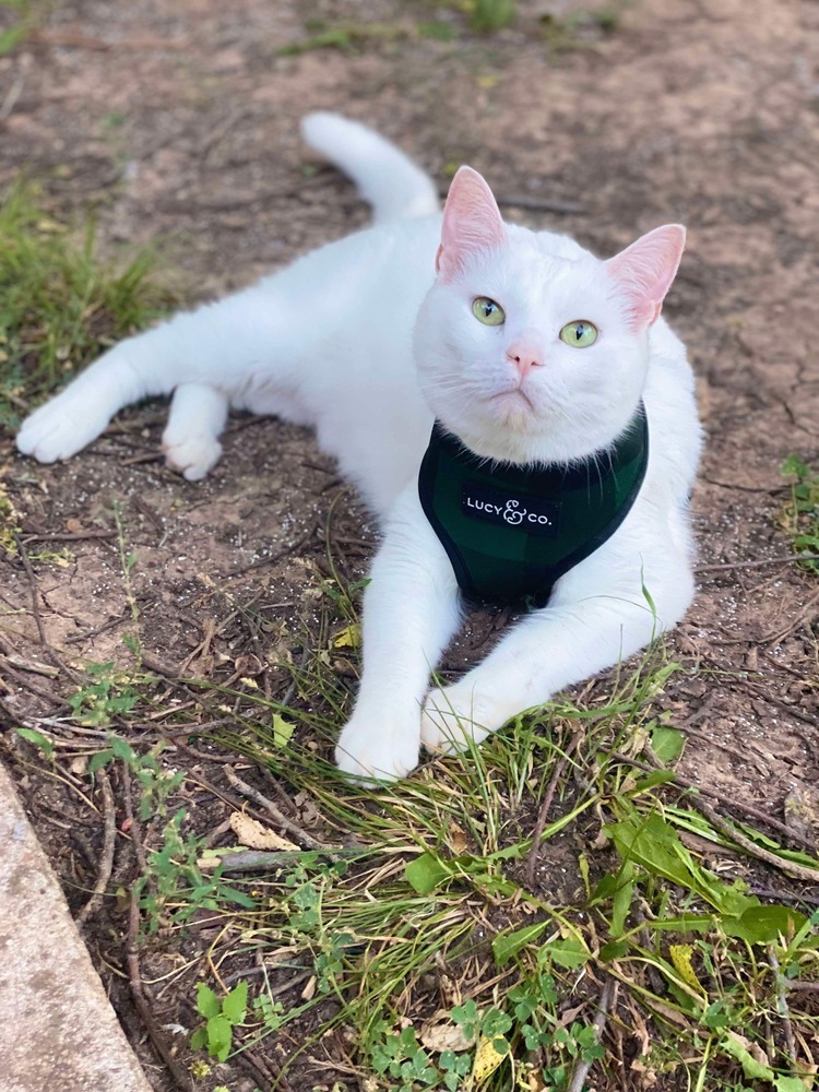 Bean, an adoptable Domestic Short Hair in Shawnee, OK, 74804 | Photo Image 3