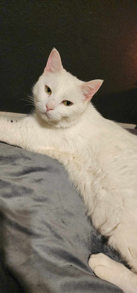 Bean, an adoptable Domestic Short Hair in Shawnee, OK, 74804 | Photo Image 4