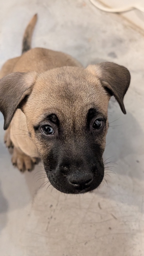 Mastiff australian shepherd shops mix puppies