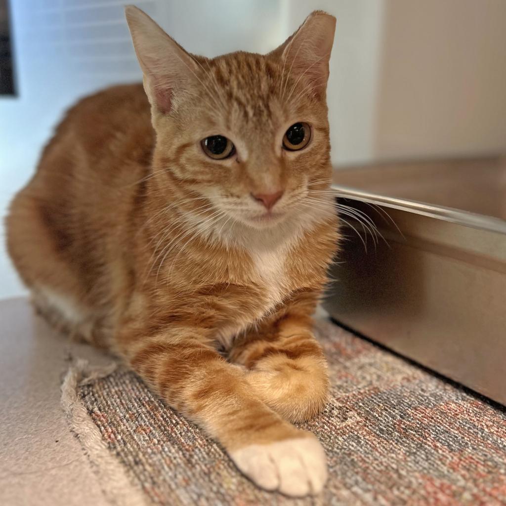 Evelyn, an adoptable Domestic Short Hair in Hailey, ID, 83333 | Photo Image 1