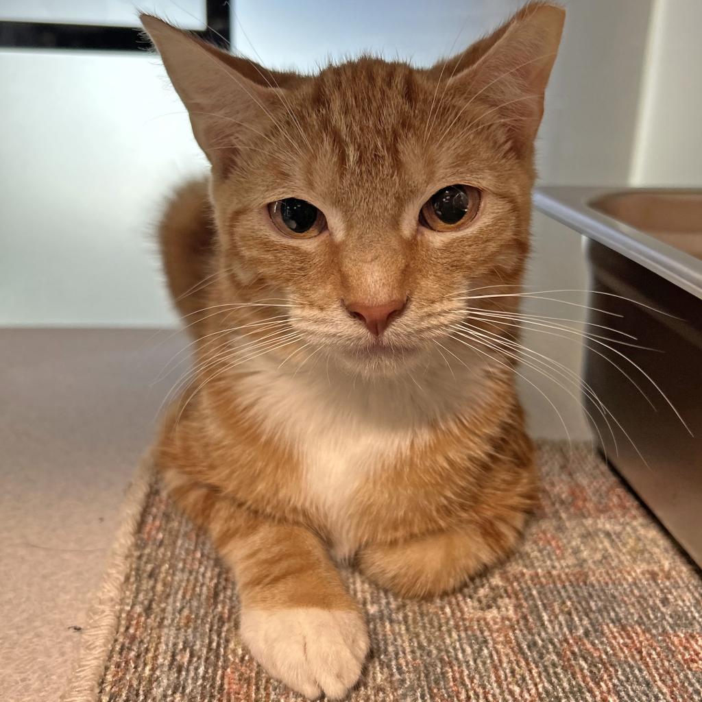 Evelyn, an adoptable Domestic Short Hair in Hailey, ID, 83333 | Photo Image 2