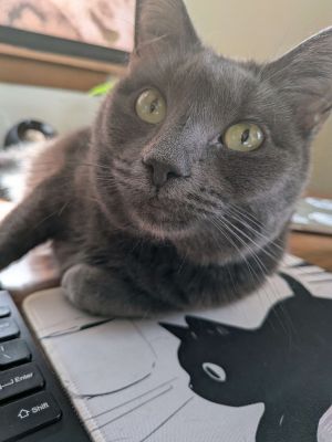 Raspy, Adult Female Domestic Short Hair