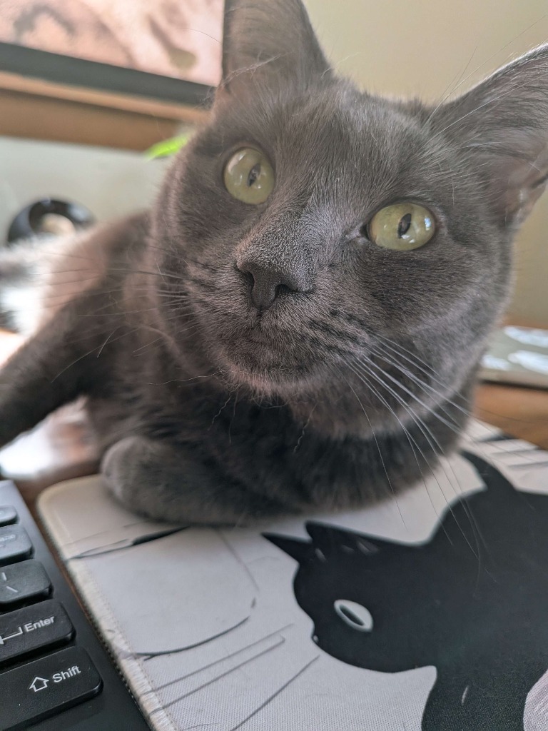 Raspy, an adoptable Domestic Short Hair in Brainardsville, NY, 12915 | Photo Image 1