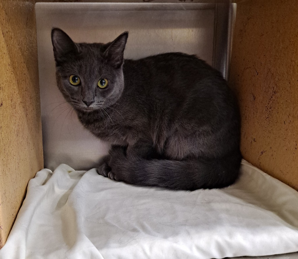 Raspy, an adoptable Domestic Short Hair in Brainardsville, NY, 12915 | Photo Image 2