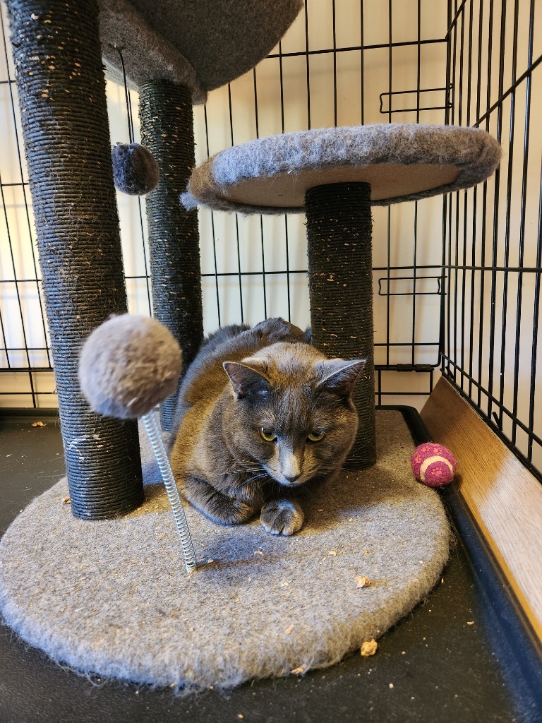 Raspy, an adoptable Domestic Short Hair in Brainardsville, NY, 12915 | Photo Image 3