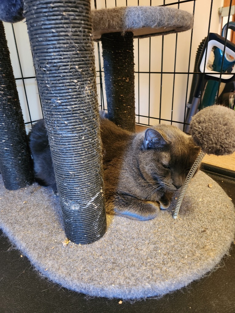 Raspy, an adoptable Domestic Short Hair in Brainardsville, NY, 12915 | Photo Image 4