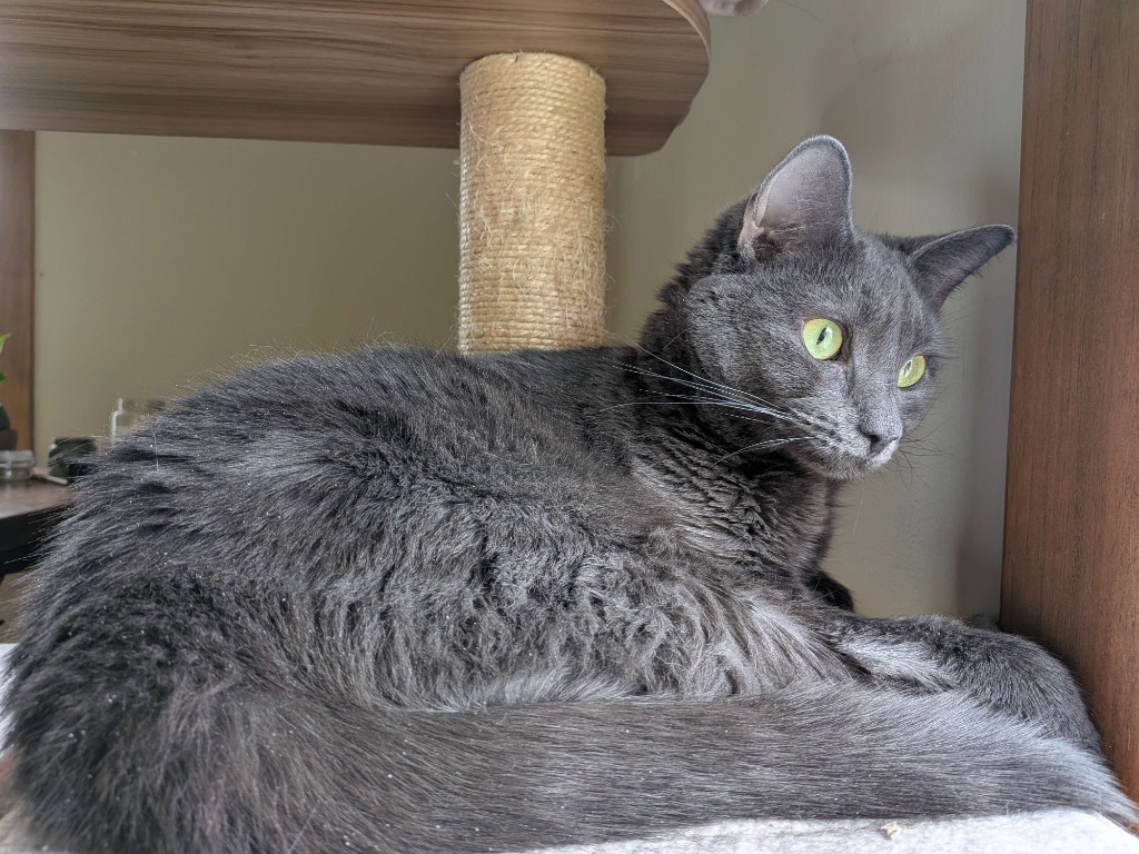 Raspy, an adoptable Domestic Short Hair in Brainardsville, NY, 12915 | Photo Image 5