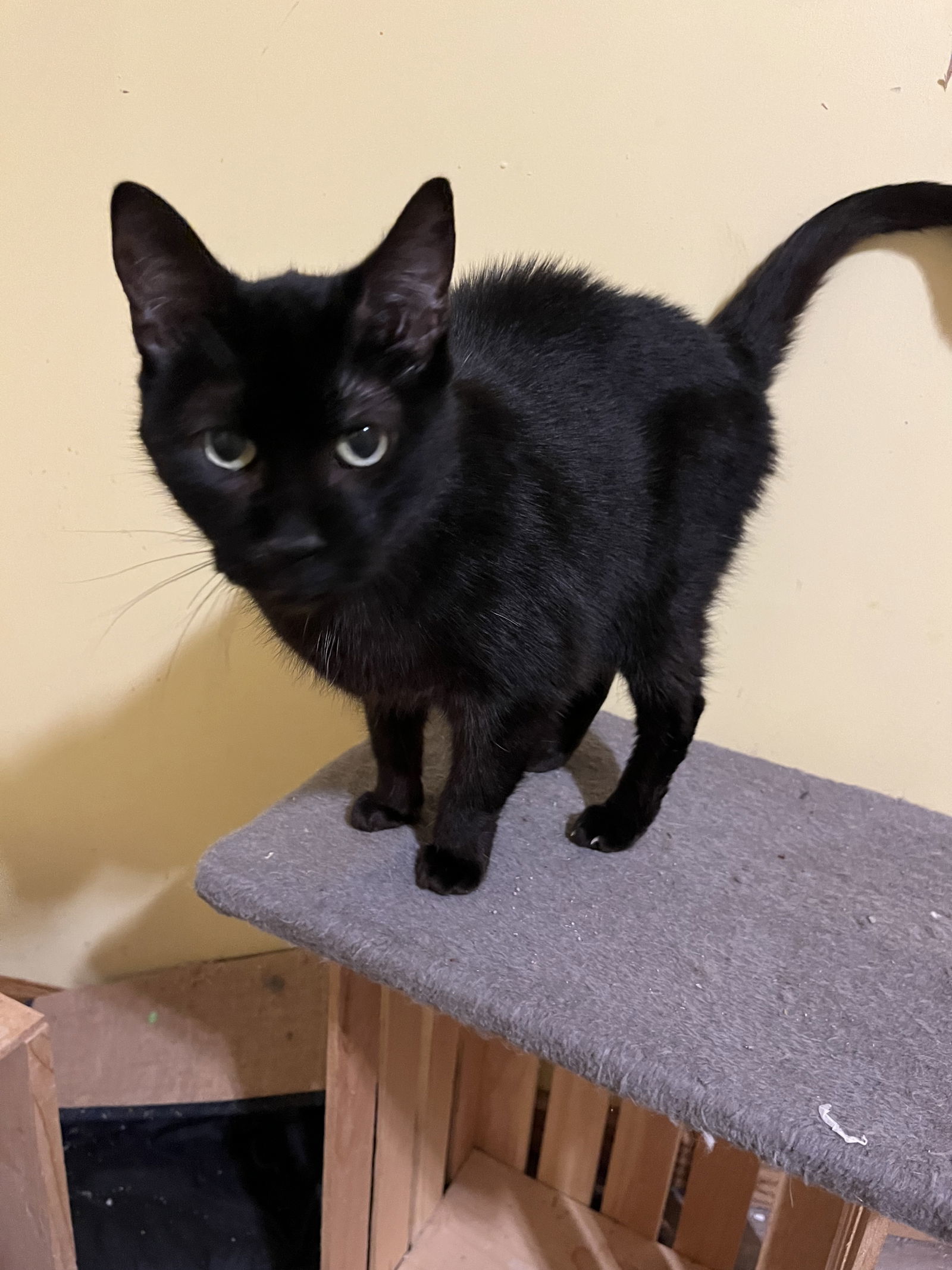Bow, an adoptable Domestic Short Hair in Zimmerman, MN, 55398 | Photo Image 1