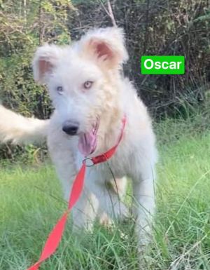 Oscar