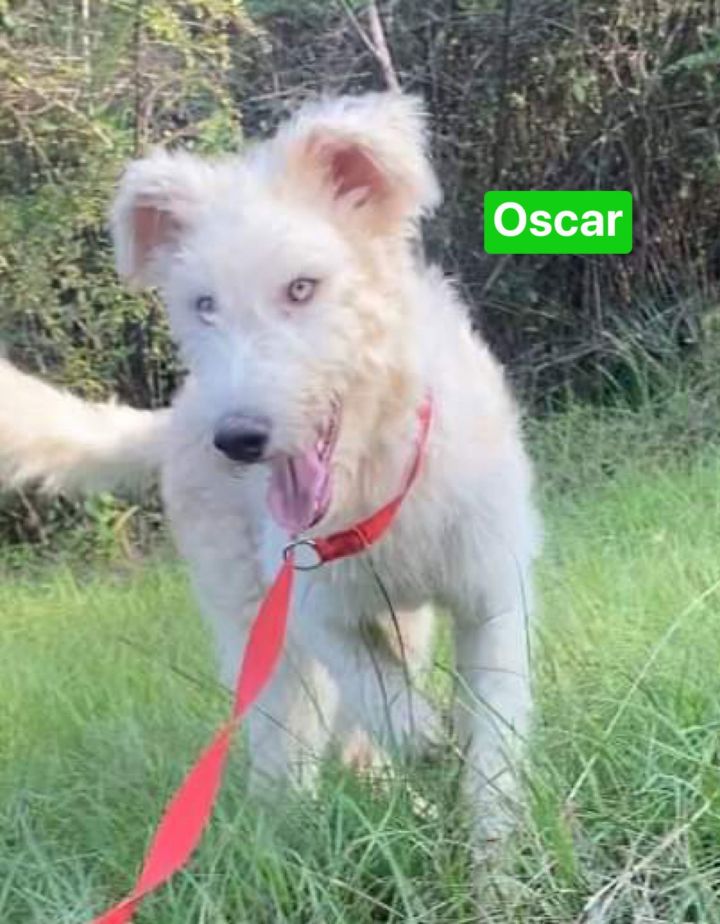 Oscar 1