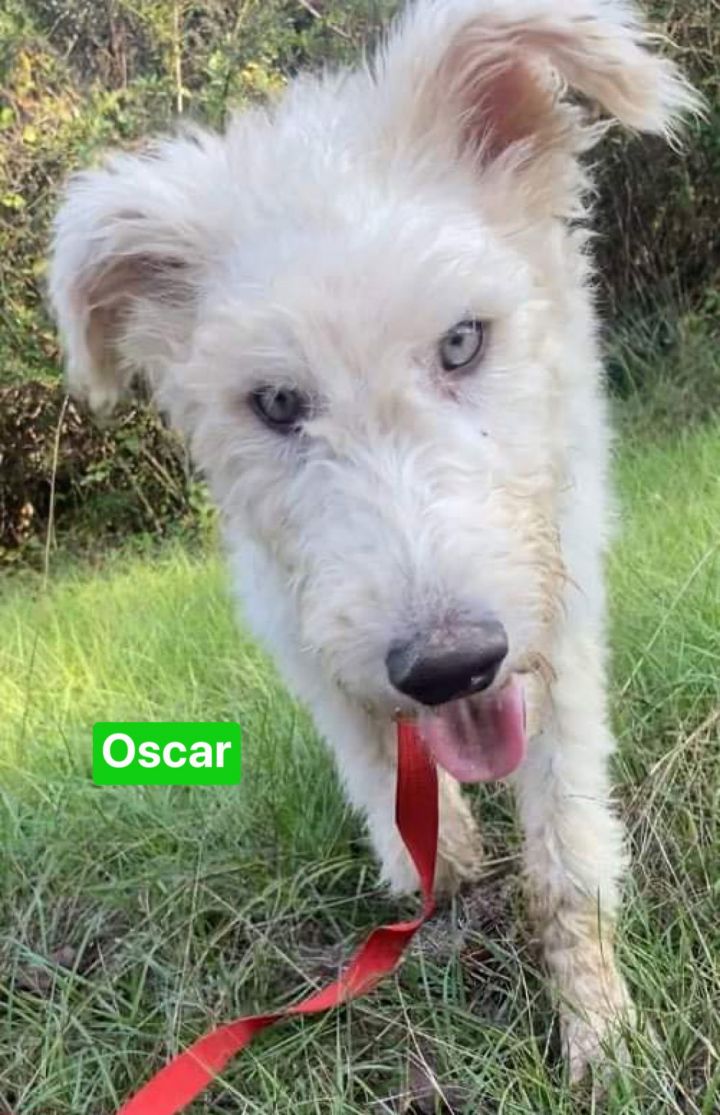 Oscar 3