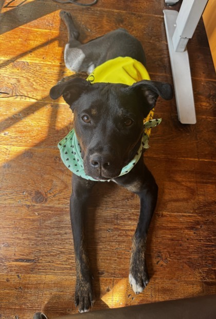 Doko, an adoptable Pit Bull Terrier, Mixed Breed in Durango, CO, 81301 | Photo Image 1