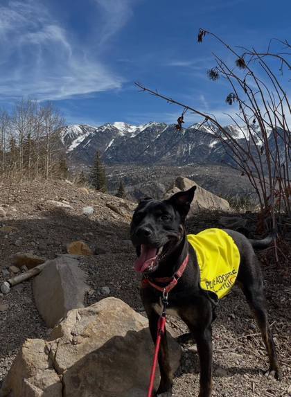 Doko, an adoptable Pit Bull Terrier, Mixed Breed in Durango, CO, 81301 | Photo Image 2
