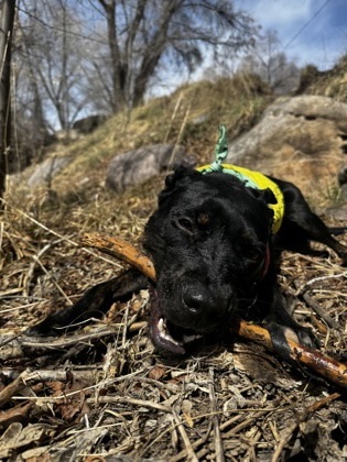Doko, an adoptable Pit Bull Terrier, Mixed Breed in Durango, CO, 81301 | Photo Image 3