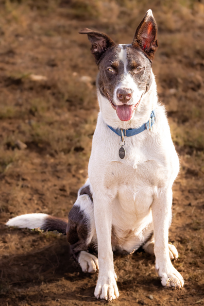 Penny, an adoptable Pit Bull Terrier, Siberian Husky in Durango, CO, 81301 | Photo Image 1