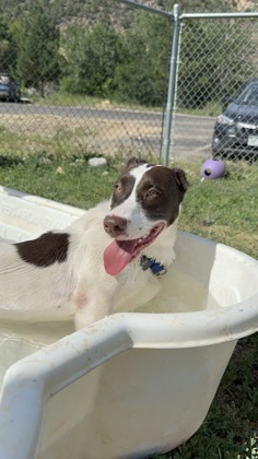 Penny, an adoptable Pit Bull Terrier, Siberian Husky in Durango, CO, 81301 | Photo Image 2