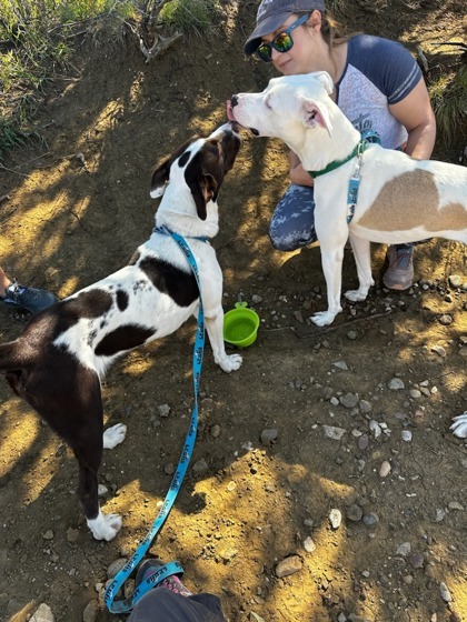 Penny, an adoptable Pit Bull Terrier, Siberian Husky in Durango, CO, 81301 | Photo Image 3