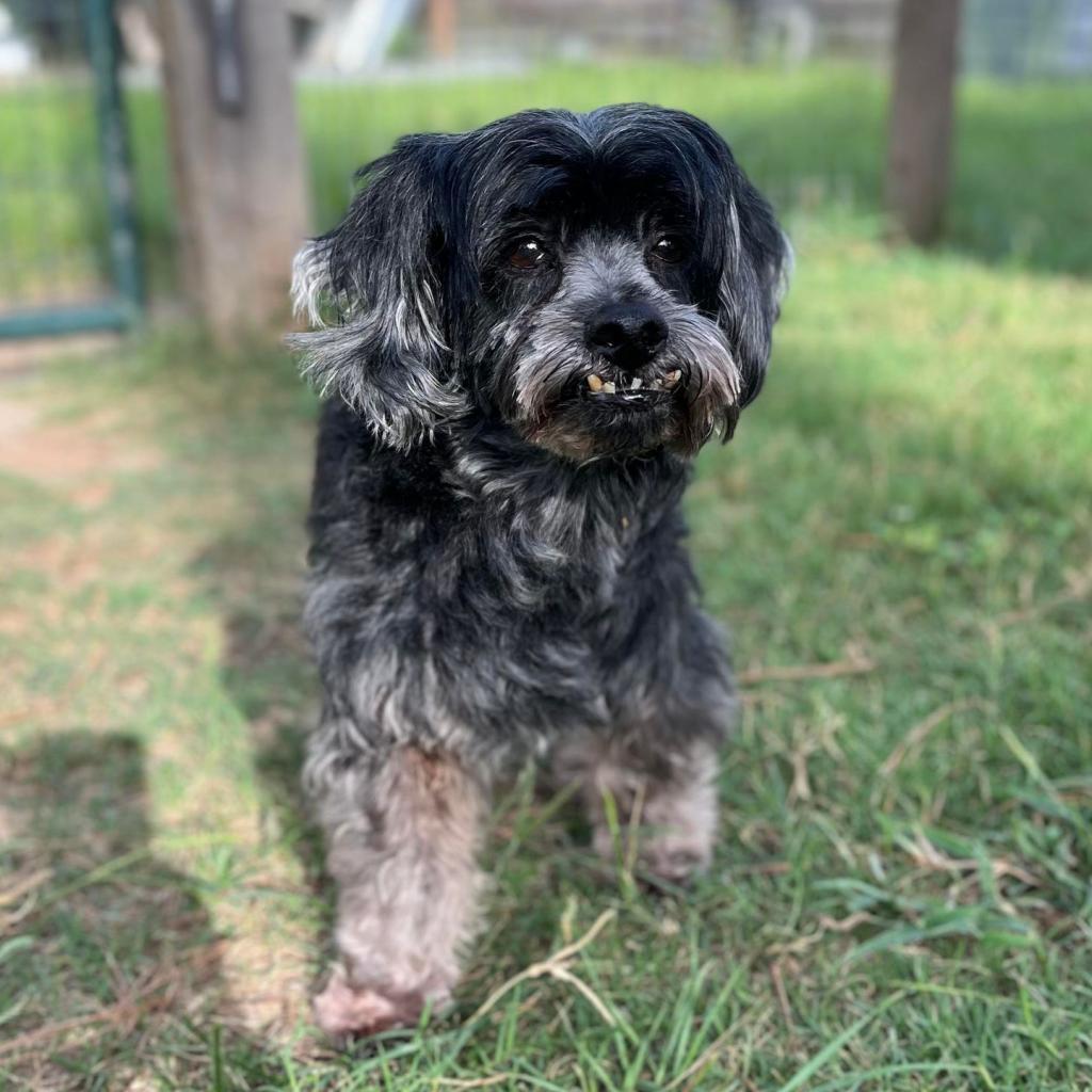 Lucca, an adoptable Havanese, Poodle in Houston, TX, 77006 | Photo Image 1