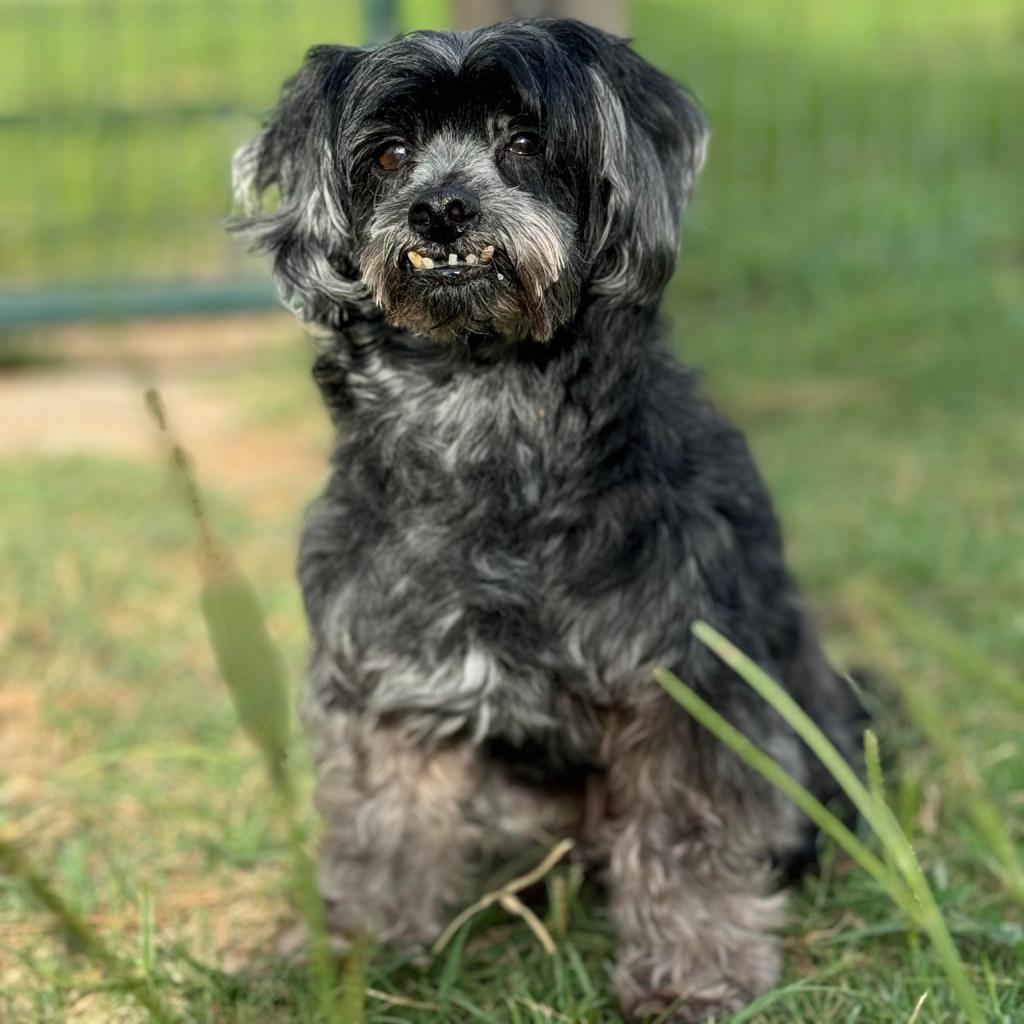 Lucca, an adoptable Havanese, Poodle in Houston, TX, 77006 | Photo Image 2