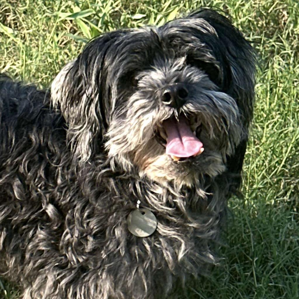 Lucca, an adoptable Havanese, Poodle in Houston, TX, 77006 | Photo Image 3