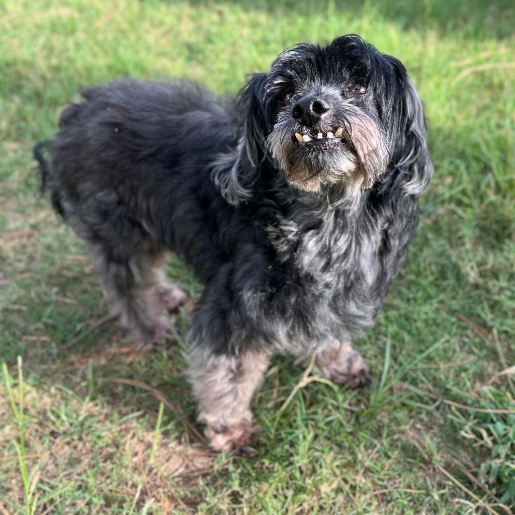 Lucca, an adoptable Havanese, Poodle in Houston, TX, 77006 | Photo Image 4