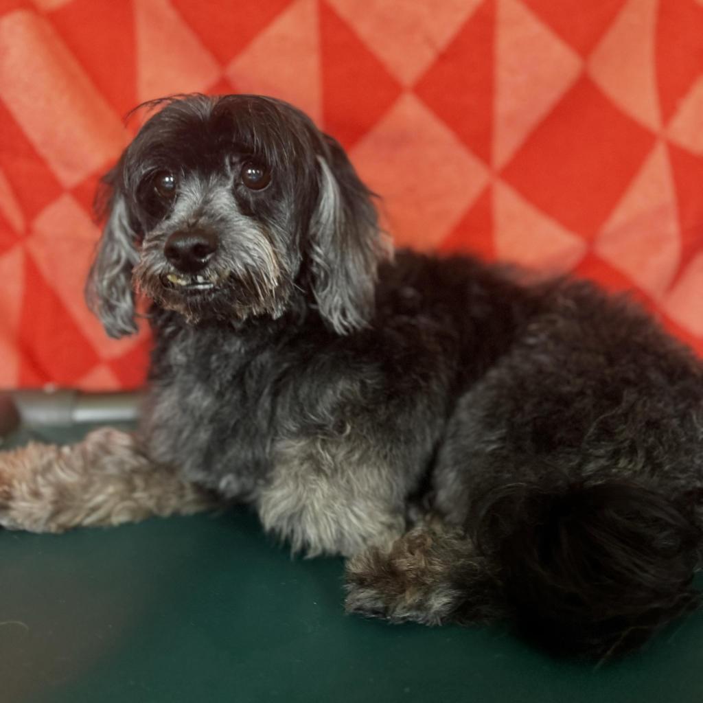 Lucca, an adoptable Havanese, Poodle in Houston, TX, 77006 | Photo Image 5