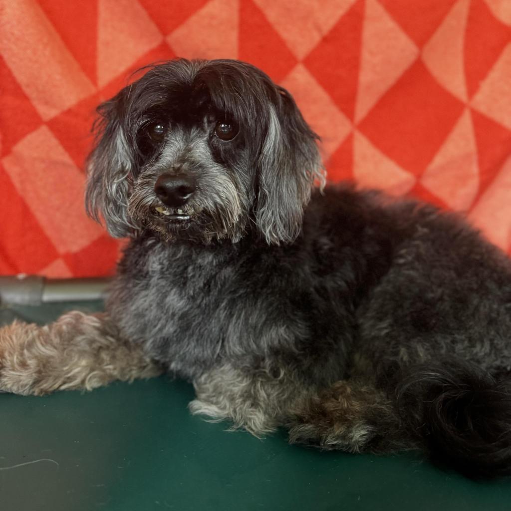 Lucca, an adoptable Havanese, Poodle in Houston, TX, 77006 | Photo Image 6