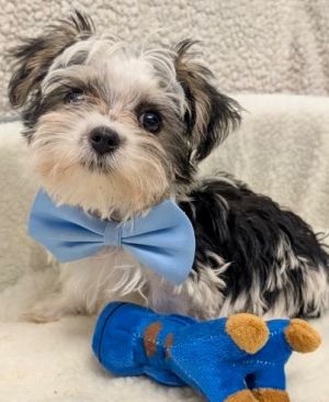 Taz - Morkie Puppy!