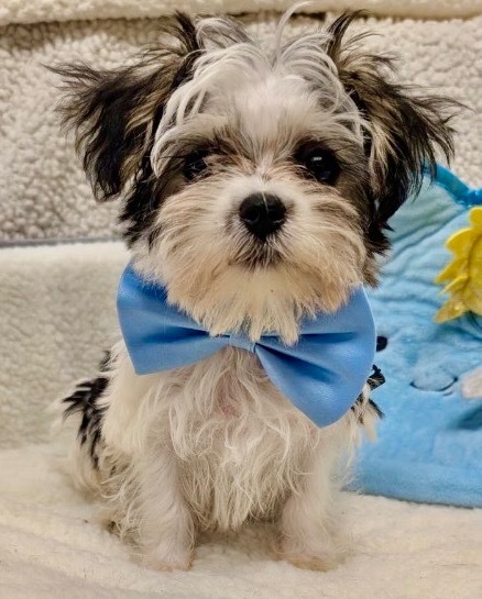 Taz - Morkie Puppy! 2