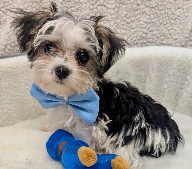 Taz - Morkie Puppy! 3