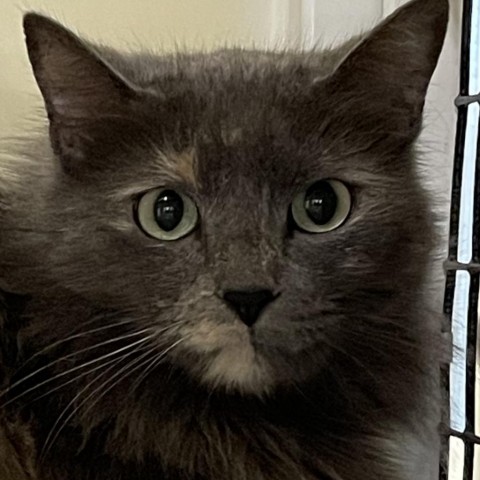 Judy, an adoptable Siberian, Domestic Long Hair in Folsom, LA, 70437 | Photo Image 2