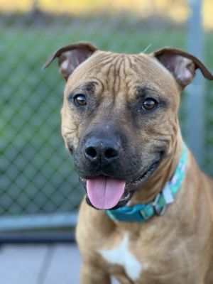 Champ, Adult Male Pit Bull Terrier