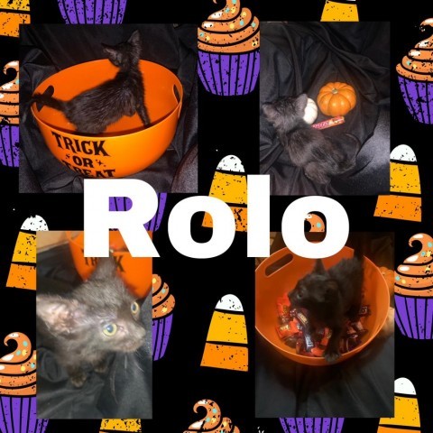 Rolo