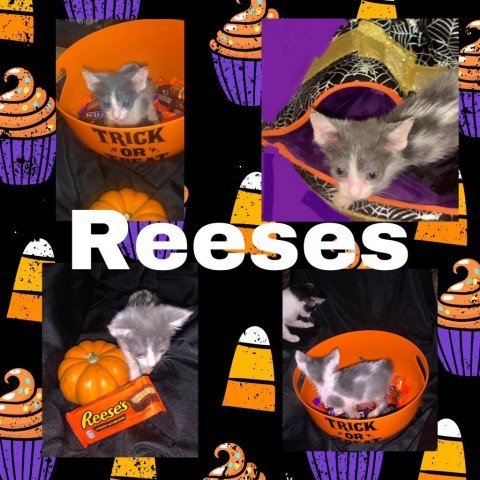 Reeses