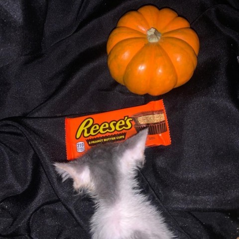 Reeses