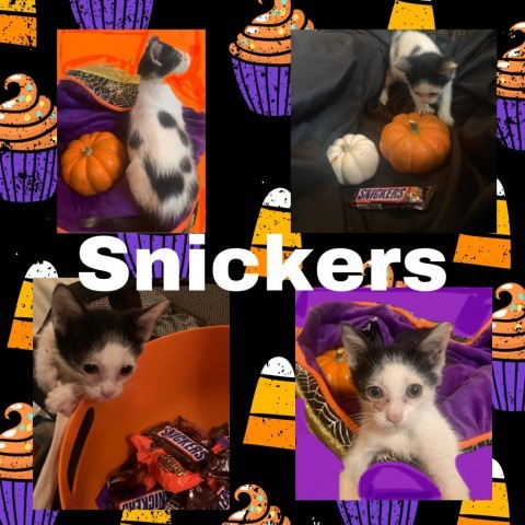 Snickers 1