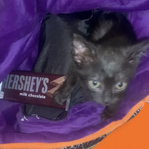 Hershey