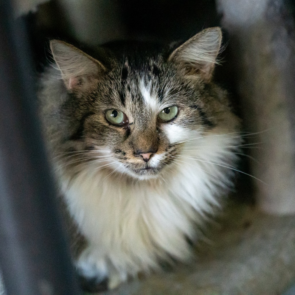 Flynn, an adoptable Domestic Medium Hair in Enterprise, AL, 36330 | Photo Image 1