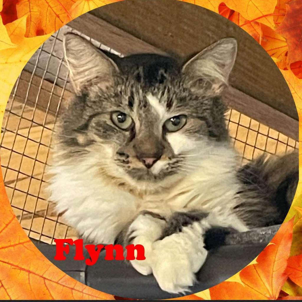 Flynn, an adoptable Domestic Medium Hair in Enterprise, AL, 36330 | Photo Image 2