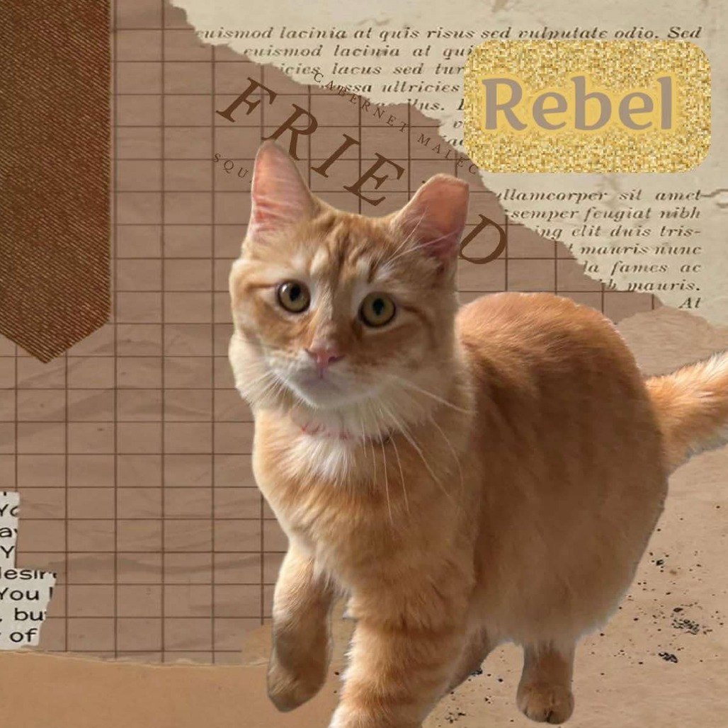 Rebel, an adoptable Domestic Medium Hair in Enterprise, AL, 36330 | Photo Image 1