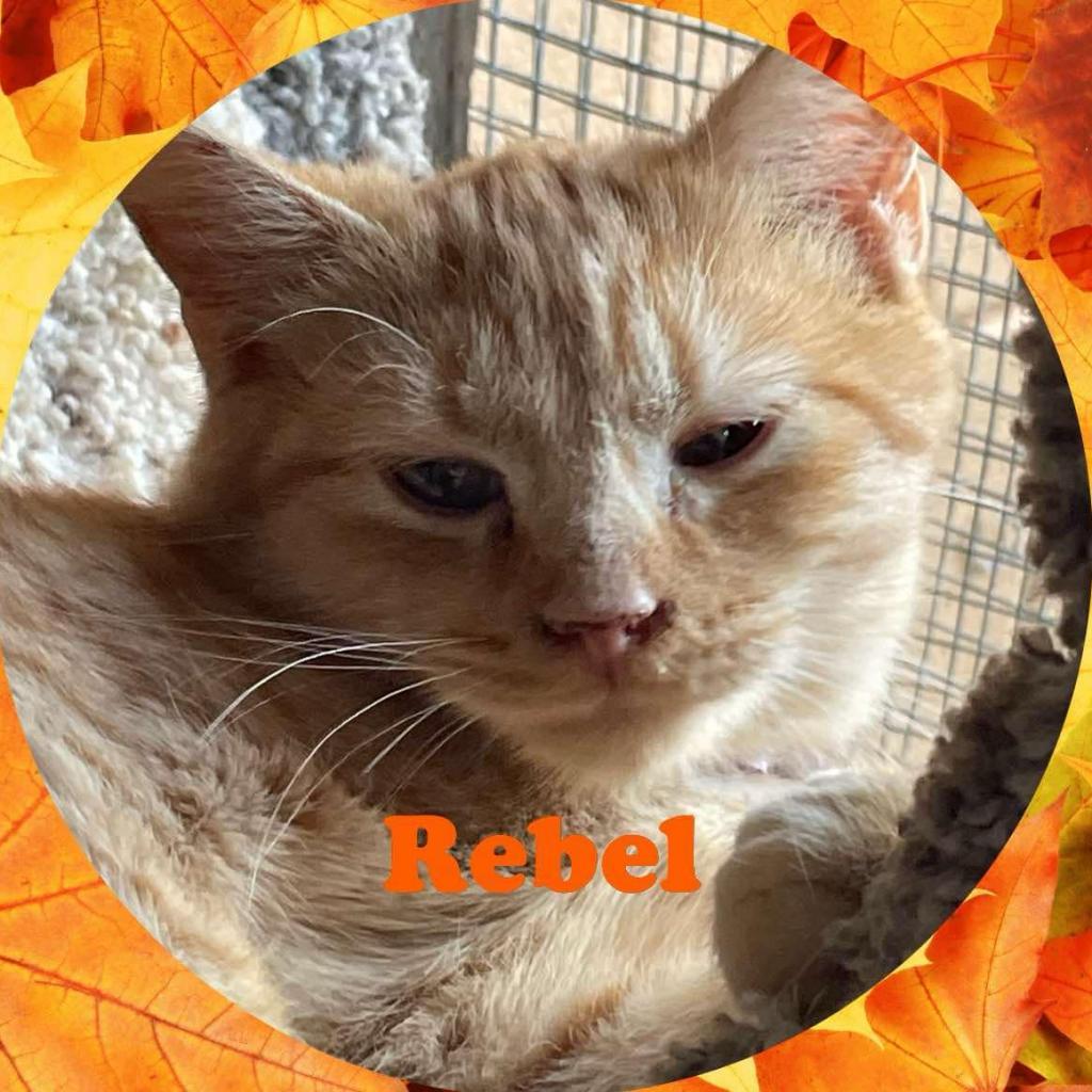 Rebel, an adoptable Domestic Medium Hair in Enterprise, AL, 36330 | Photo Image 2