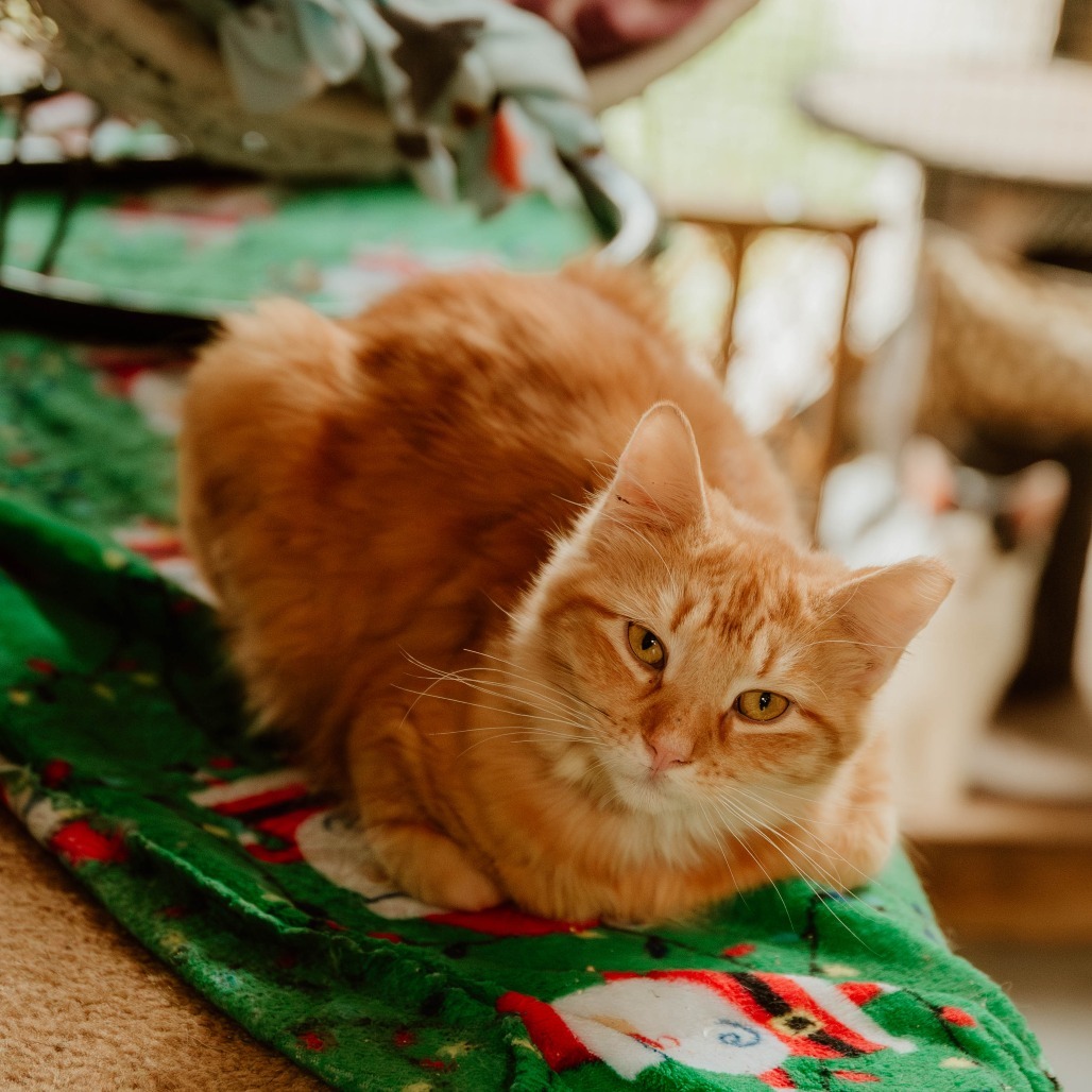 Rebel, an adoptable Domestic Medium Hair in Enterprise, AL, 36330 | Photo Image 3