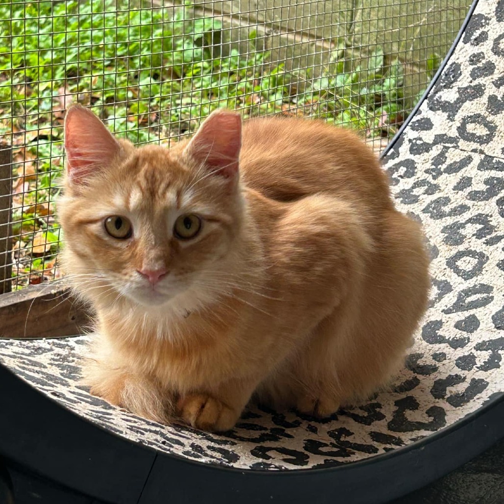 Rebel, an adoptable Domestic Medium Hair in Enterprise, AL, 36330 | Photo Image 4