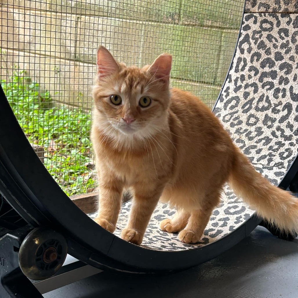 Rebel, an adoptable Domestic Medium Hair in Enterprise, AL, 36330 | Photo Image 5