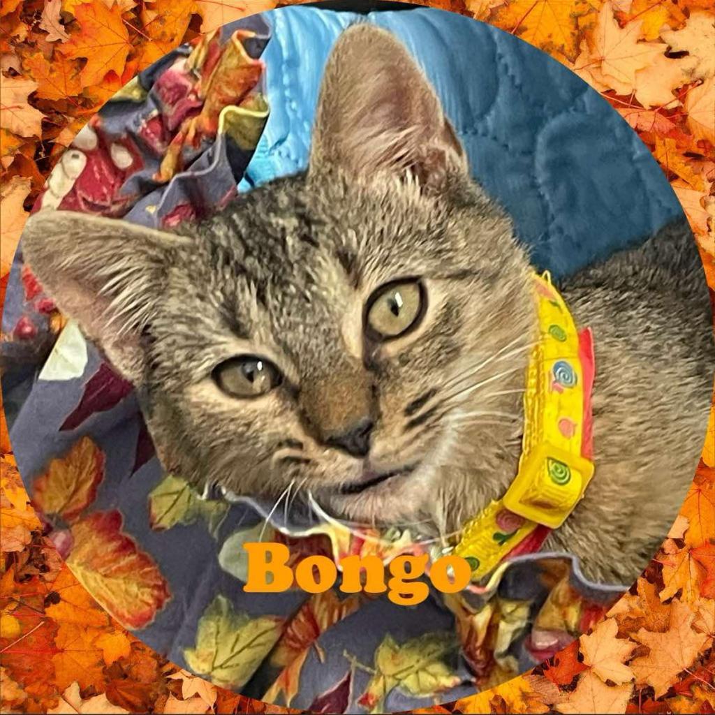 Bongo, an adoptable Domestic Short Hair in Enterprise, AL, 36330 | Photo Image 1