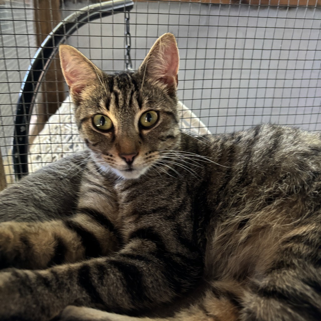 Bongo, an adoptable Domestic Short Hair in Enterprise, AL, 36330 | Photo Image 1