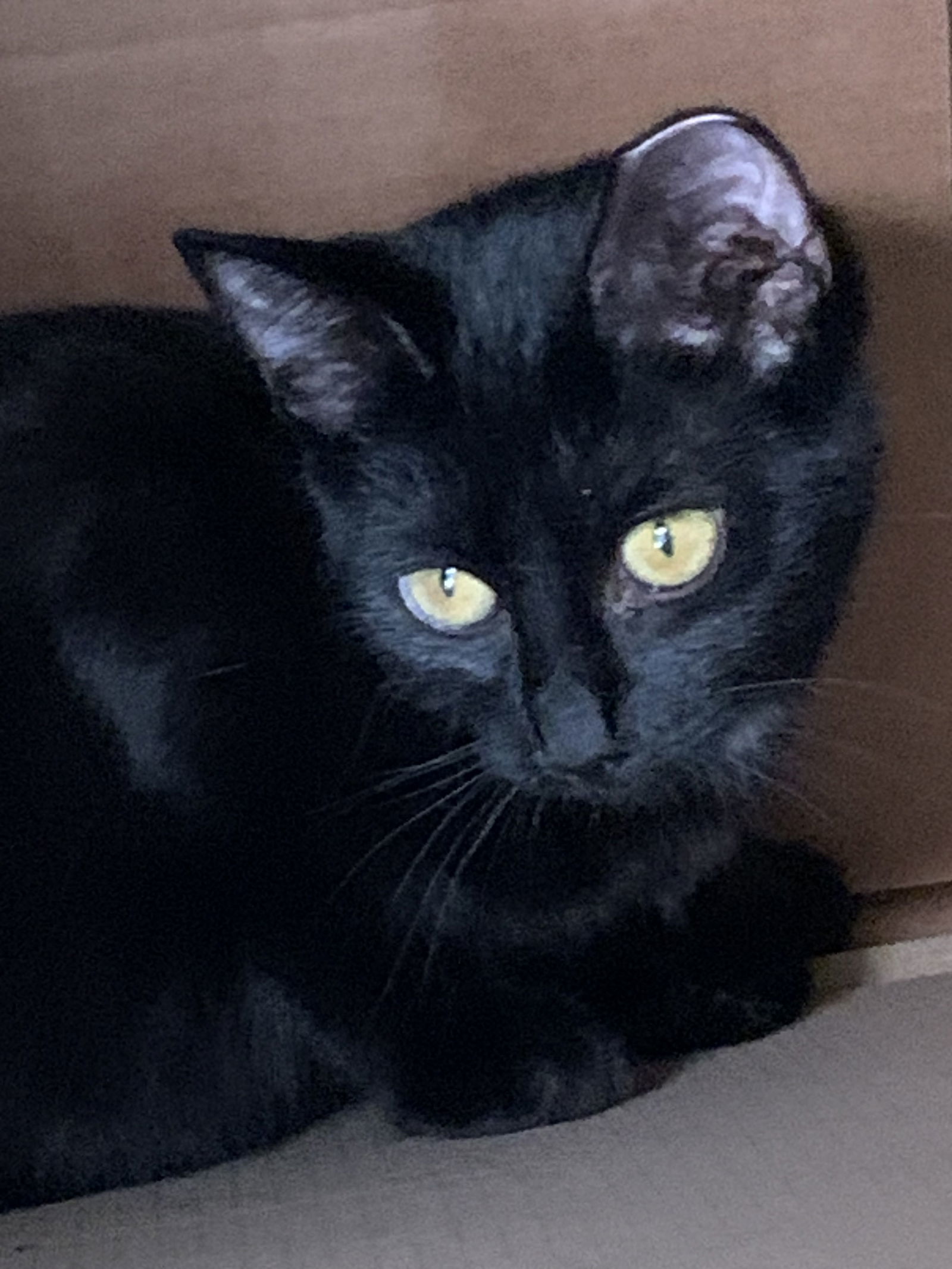 PEPPER