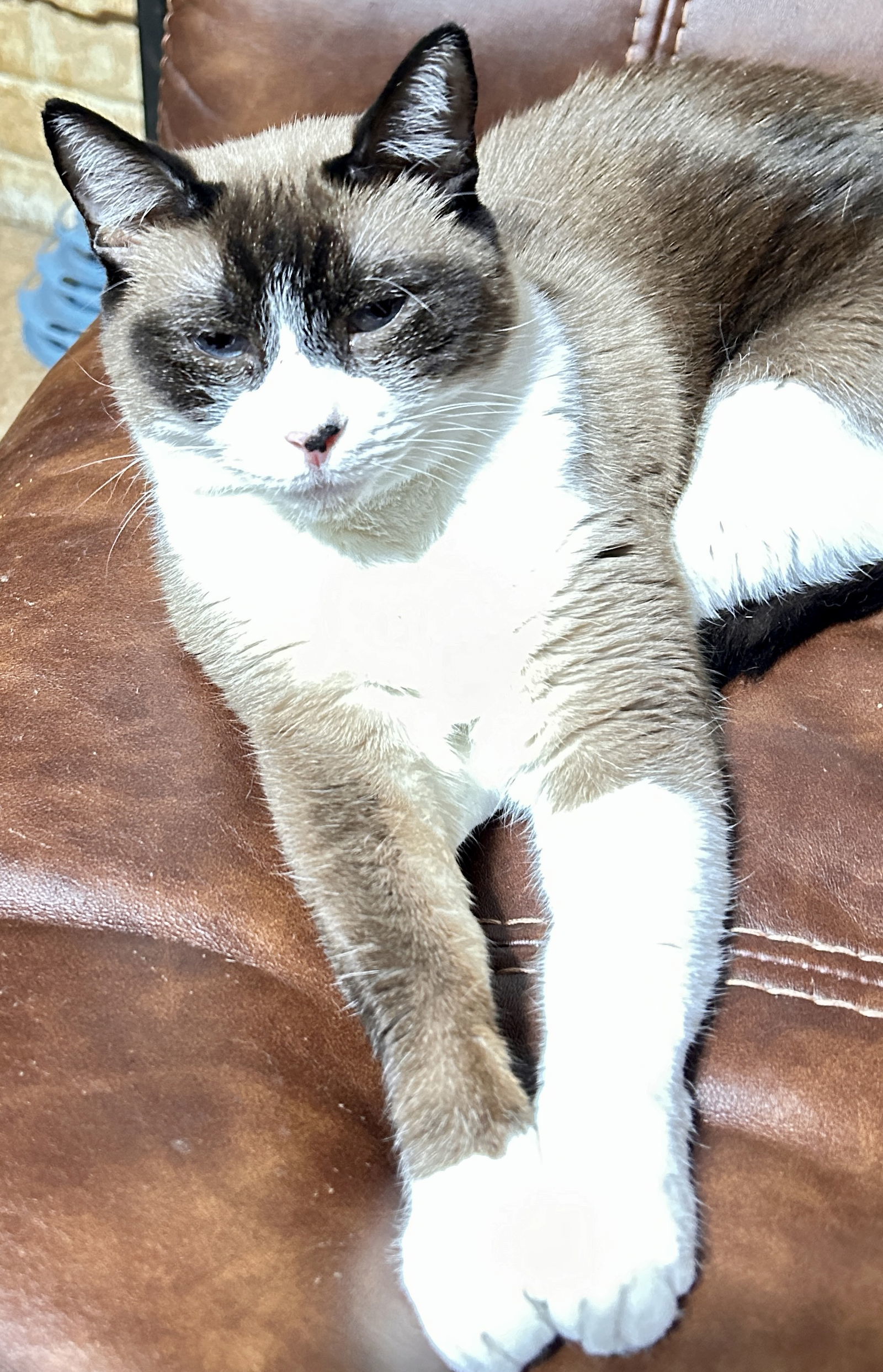 Niran, an adoptable Snowshoe, Domestic Short Hair in Cypress, TX, 77433 | Photo Image 1