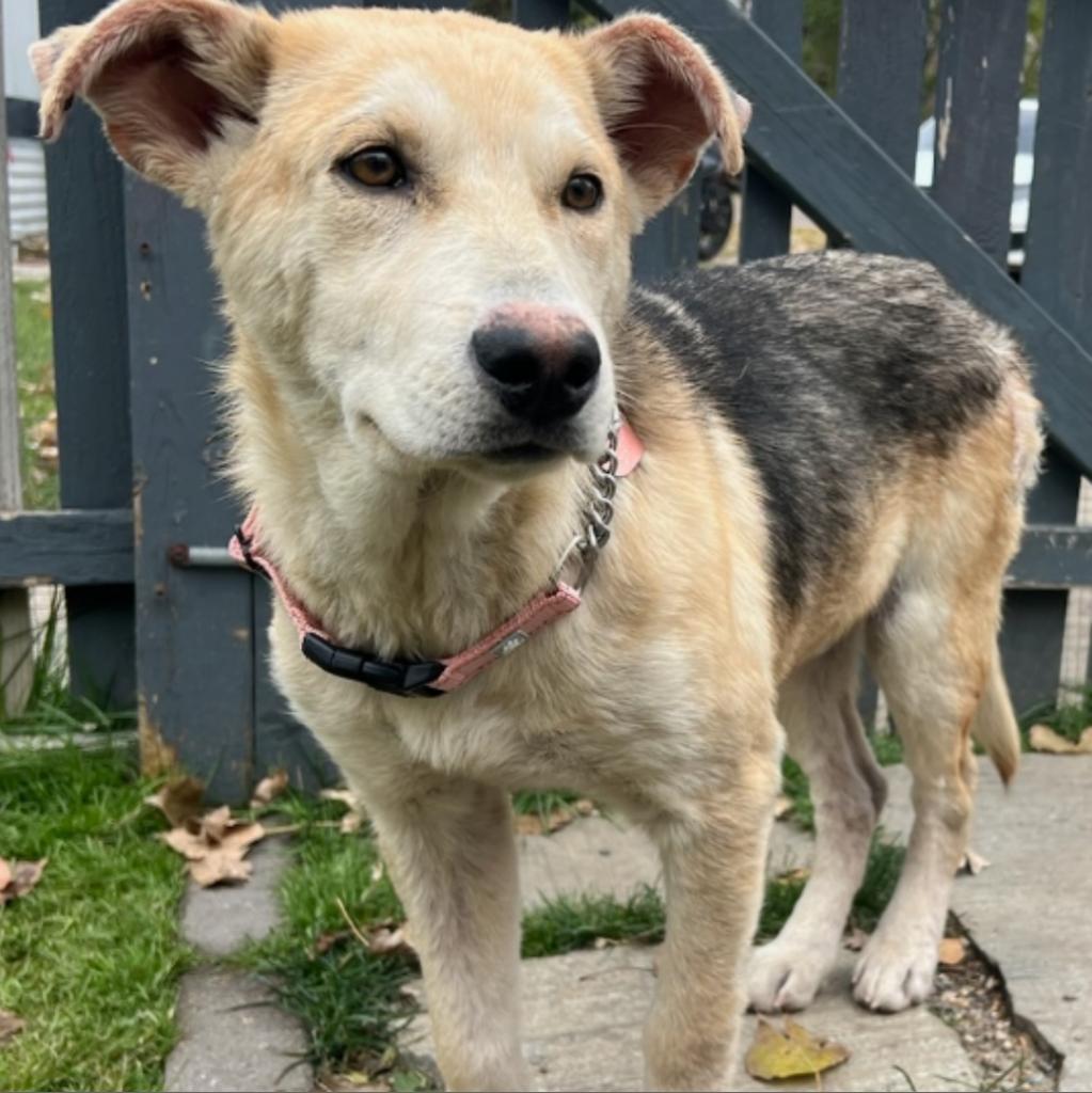 Token, an adoptable Mixed Breed in Bismarck, ND, 58507 | Photo Image 1